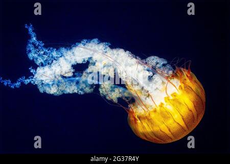 Fantôme sous-marin - UN magnifique poisson en gelée dans l'aquarium au zoo de point Defiance à Tacoma, WA Banque D'Images