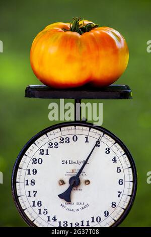 Une tomate à l'ancienne Hillbilly Potato Leaf qui a été cultivée dans un jardin de la maison de Pennsylvanie sur une échelle de cuisine ancienne. Banque D'Images