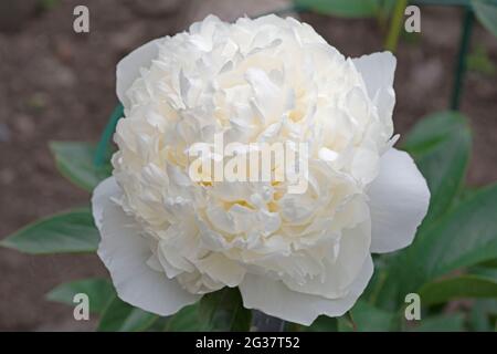 Peonie, Duchess de, Nemours Banque D'Images