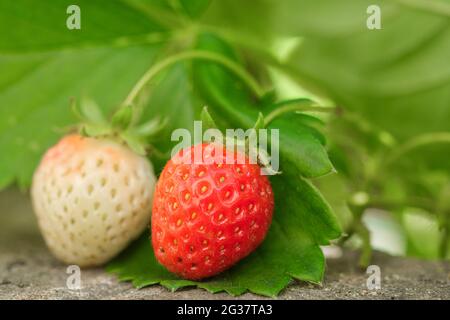 Plante biologique cru de fruits de fraise mûre, vue détaillée de près, ingrédients agricoles Banque D'Images