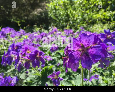 Gros plan du Blossom de Cranesbill violet (Geranium x magnifium) dans le parc public Hasenheide à Berlin, sous le soleil d'été. Banque D'Images