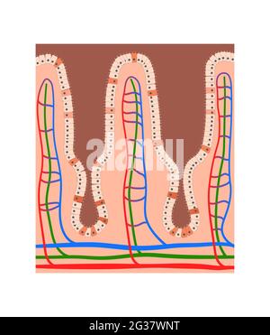Microvilli Surface Du Syst Me Digestif Villosit S Intestinales Avec Bact Ries Et Virus
