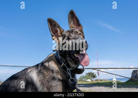 Un portrait de chien d'un heureux chiot de six mois de berger allemand. Race de ligne de travail. Ciel bleu en arrière-plan Banque D'Images