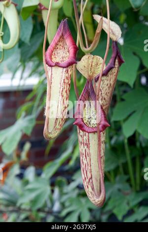 Vue rapprochée d'une plante de pichet tropicale avec le nom scientifique Nepenthes spectabilis x ventricosa Banque D'Images