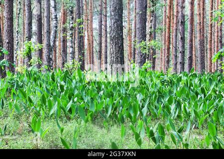 Du muguet dans la forêt. Banque D'Images