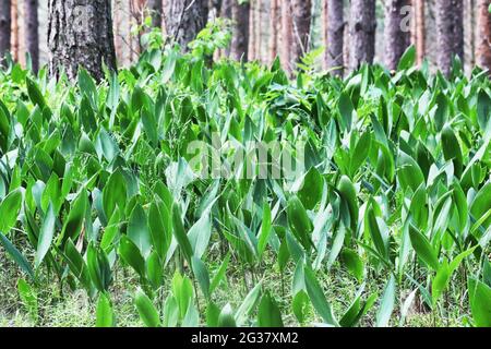 Du muguet dans la forêt. Banque D'Images