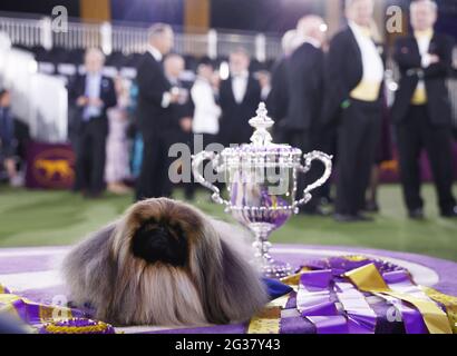 Tarrytown, États-Unis. 14 juin 2021. Wasabi le Pekingese est assis dans le cercle des gagnants après avoir remporté le prix Best in Show au 145e spectacle annuel du Westminster Kennel Club Dog Show au Lyndhurst Estate à Tarrytown, New York, le dimanche 13 juin 2021. Cette année, le spectacle canin de Westminster a été retardé en raison de la COVID-19 et la compétition des années à venir reviendra à Madison Square Garden. Photo de John Angelillo/UPI crédit: UPI/Alay Live News Banque D'Images