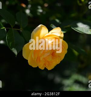 Ouvert, incroyablement belle rose jaune dans le jardin. Banque D'Images
