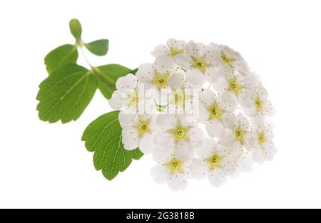 Fleurs de Spirea isolées sur fond blanc Banque D'Images