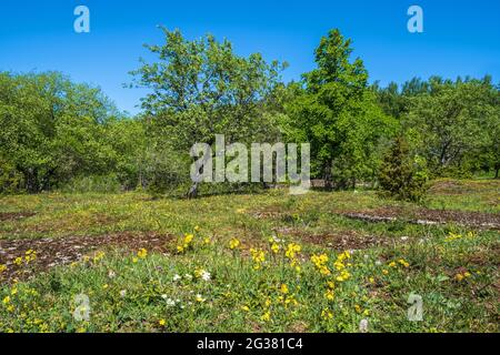 Fleurs sauvages sur un pré avec des arbres luxuriants Banque D'Images