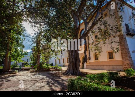 Nature idyllique :l'arbre Ficus macrophylla, communément connu sous le nom de figuier de la baie de Moreton ou de banyan australien, est un grand arbre Banyan à feuilles persistantes de la famille Banque D'Images