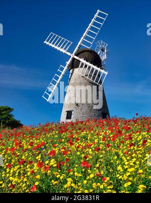 Fleurs sauvages d'été en face du moulin à vent de Whitburn, Whitburn, South Tyneside, Angleterre, Royaume-Uni Banque D'Images