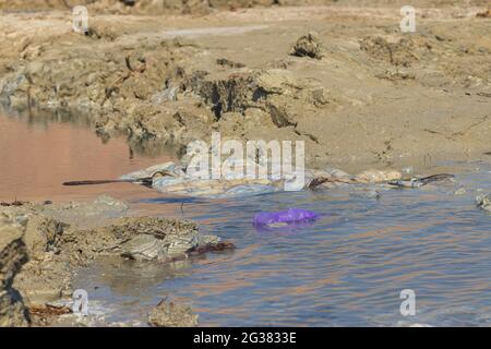 Un sac en plastique violet jeté sur les rives de la mer Morte Banque D'Images