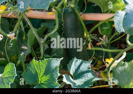 Concombres qui poussent sur la plante du concombre dans un potager biologique. Málaga, Andalucía, Espagne, Europe Banque D'Images