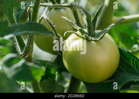 Tomates vertes poussant sur la plante de tomate dans un potager biologique. Málaga, Andalucía, Espagne, Europe Banque D'Images