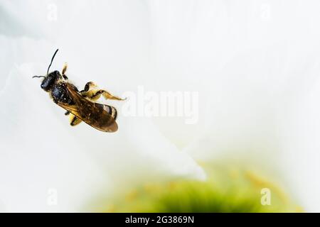 Abeille pollinisante. Echinopsis spachiana fleur Banque D'Images