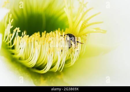 Abeille pollinisante. Echinopsis spachiana fleur Banque D'Images