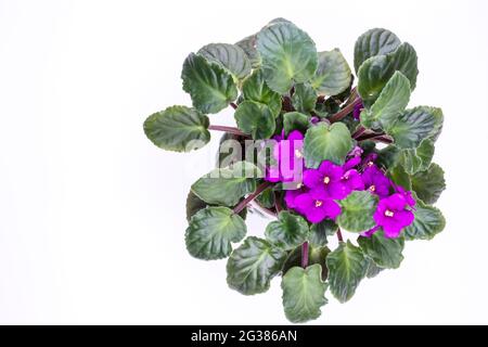Fleurs de alto odorata isolées sur blanc Banque D'Images