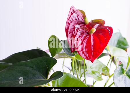 Fleur rouge d'Anthurium Flamingo isolée sur fond blanc. Anthurium est un genre d'environ 1000 espèces de plantes à fleurs, le plus grand genre de la Banque D'Images