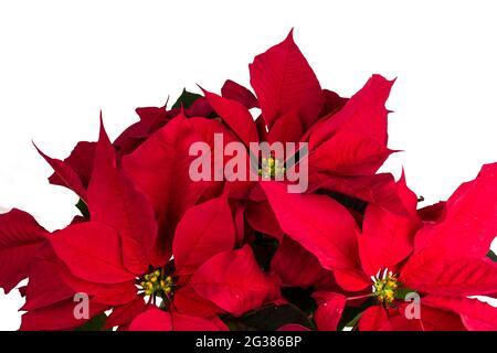 La poinsettia, Euphorbia pulcherrima, indigène au Mexique et en Amérique centrale, est particulièrement bien connue pour son feuillage rouge et vert et est wi Banque D'Images