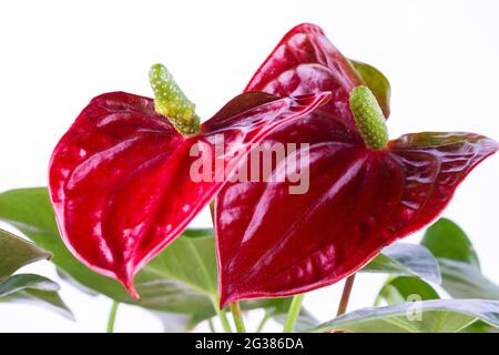 Fleur rouge d'Anthurium Flamingo isolée sur fond blanc. Anthurium est un genre d'environ 1000 espèces de plantes à fleurs, le plus grand genre de la Banque D'Images