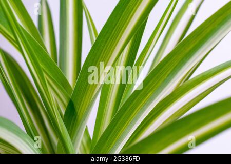 Chlorophytum comosum, habituellement appelé plante d'araignée, mais aussi connu sous le nom d'ivie d'araignée, plante de ruban, et la poule et les poulets est une espèce de floraison vivace Banque D'Images