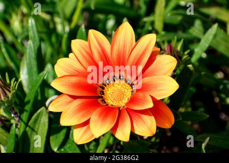 Gazania linearis est une espèce de plantes à fleurs de la famille des pâquerettes connue sous le nom commun de fleur de Trésor. Gazania est un genre de plantes à fleurs Banque D'Images