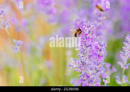 Abeilles recueillant le pollen de lavande pourpre. Brihuega, Guadalajara, Castilla - la Mancha, Espagne, Europe Banque D'Images