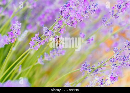 Abeilles recueillant le pollen de lavande pourpre. Brihuega, Guadalajara, Castilla - la Mancha, Espagne, Europe Banque D'Images