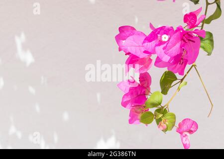 Bougainvillea plante florale à côté du mur blanc. Toremolinos, Málaga, Andalucía, Espagne, Europe Banque D'Images