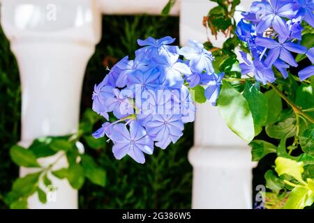 Une plante bleue à fleurs Plumbago près du mur blanc. Toremolinos, Málaga, Andalucía, Espagne, Europe Banque D'Images