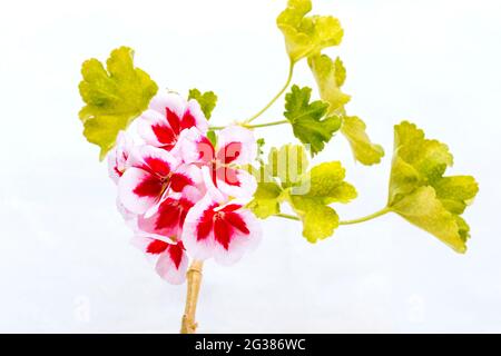 Regal pelargoniums isolés sur blanc. Pelargonium est un genre de plantes à fleurs qui comprend environ 280 espèces de plantes vivaces, de plantes succulentes et d'arbustes Banque D'Images