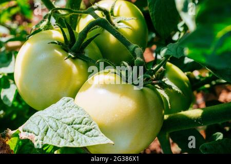 Tomates vertes poussant sur la plante de tomate dans un potager biologique. Málaga, Andalucía, Espagne, Europe Banque D'Images