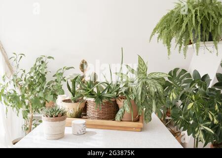 Belles plantes vertes d'intérieur qui poussent dans différents pots. Banque D'Images