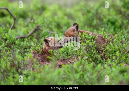 Deux jeunes renards rouges avec leur nez presque en contact. Un moment mignon. Banque D'Images