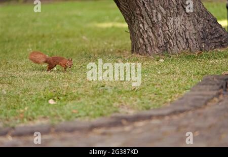 Protéger et préserver. Écureuil roux dans le parc naturel. Petit rongeur à queue sur herbe verte. Joli animal doux. Paysage naturel. Réserve naturelle Banque D'Images