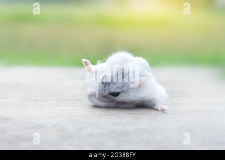 Hamster hiver blanc nettoyage cheveux Banque D'Images