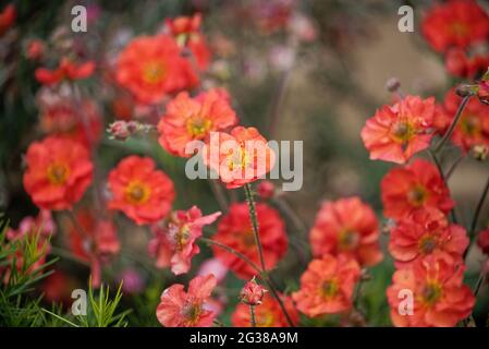 Gros plan de fleurs de 'Geum coccineum' avec des avens rouges de nom commun Banque D'Images