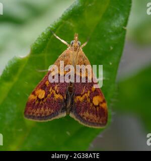 Papillon de menthe (pyrausta aurata) sur une feuille Banque D'Images