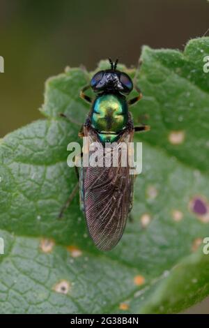 Mouche du soldat (Chloromyia formosa) sur une feuille Banque D'Images