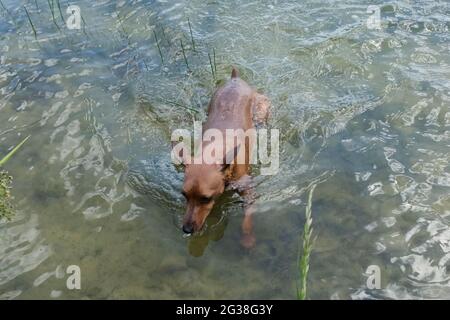 Mini-pinscher nain sur une promenade, chien sur une promenade dans la nature, portrait d'un pinscher nain gros plan. Le chien nage dans l'eau. Banque D'Images