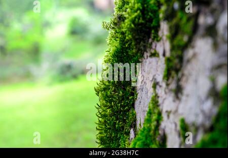 Mousse, lichen, lierre sur l'écorce de l'arbre. Mise au point sélectionnée . Banque D'Images