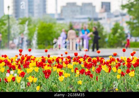 les tulipes poussent dans un lit de fleurs dans le parc de la ville pour des promenades en famille Banque D'Images