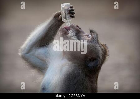 Un singe macaque en Indonésie buvant dans une bouteille de toilette mise au rebut Banque D'Images