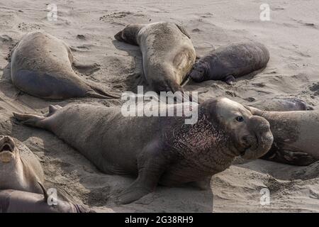 San Simeon, CA, États-Unis - 12 février 2014 : point de vue de Elephant Seal. Gros plan des mâles chez les femelles sur du sable beige. Banque D'Images