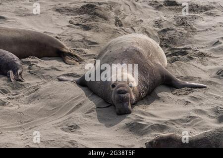 San Simeon, CA, Etats-Unis - 12 février 2014: Elephant Seal point de vue. Vue rapprochée frontale d'un mâle brun sur sable beige. Banque D'Images