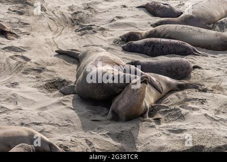 San Simeon, CA, États-Unis - 12 février 2014 : point de vue de Elephant Seal. Prises mâles protestant contre les femmes sur du sable beige. Banque D'Images