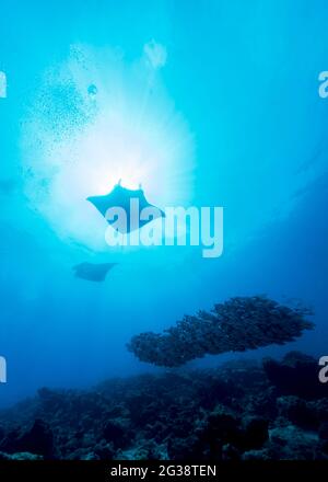 Reef Manta, Mobula alfredi, aux Maldives Banque D'Images
