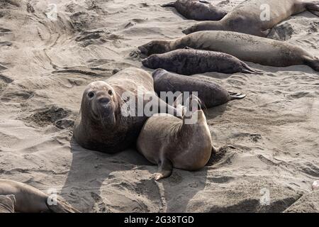 San Simeon, CA, États-Unis - 12 février 2014 : point de vue de Elephant Seal. La femelle s'éloigne tout en hurlant de l'homme pendant la cour. Banque D'Images