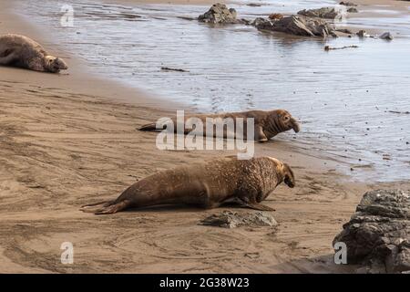 San Simeon, CA, États-Unis - 12 février 2014 : point de vue de Elephant Seal. 3 mâles font la course sur le sable dans l'eau de l'océan. Banque D'Images